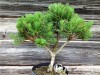 Pušis kalninė subsp. mugo (formuota) (lot. Pinus mugo ) 